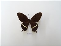藏品(玉帶鳳蝶)的圖片
